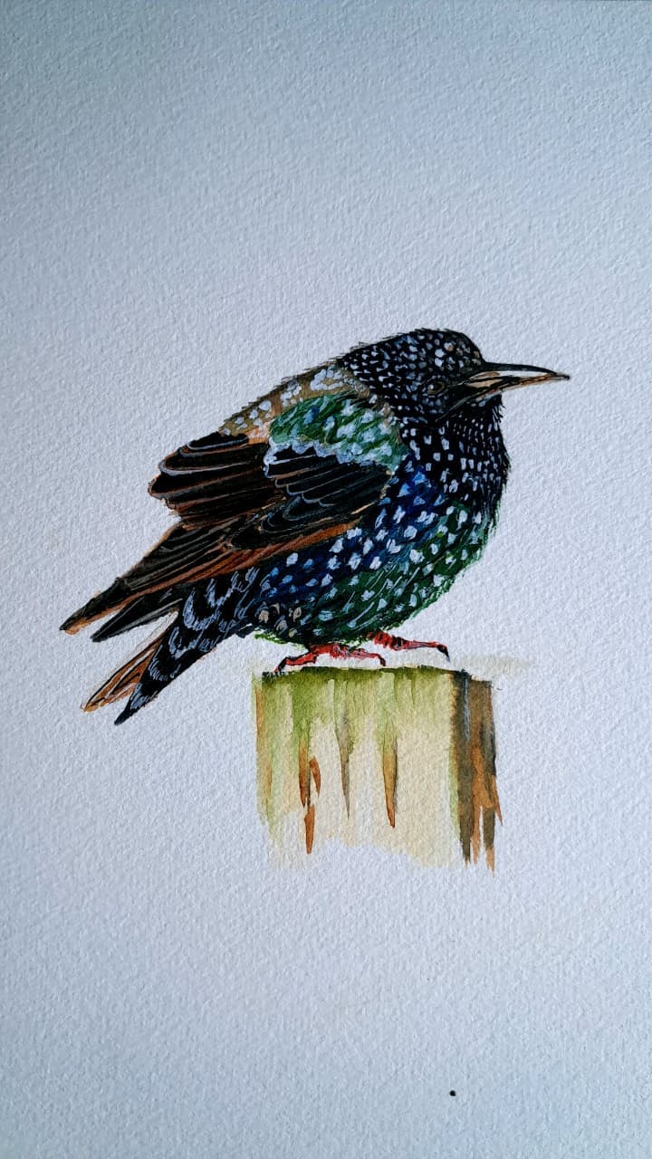 Morning Sparrow, Watercolour on paper by Meenakshi Sharma