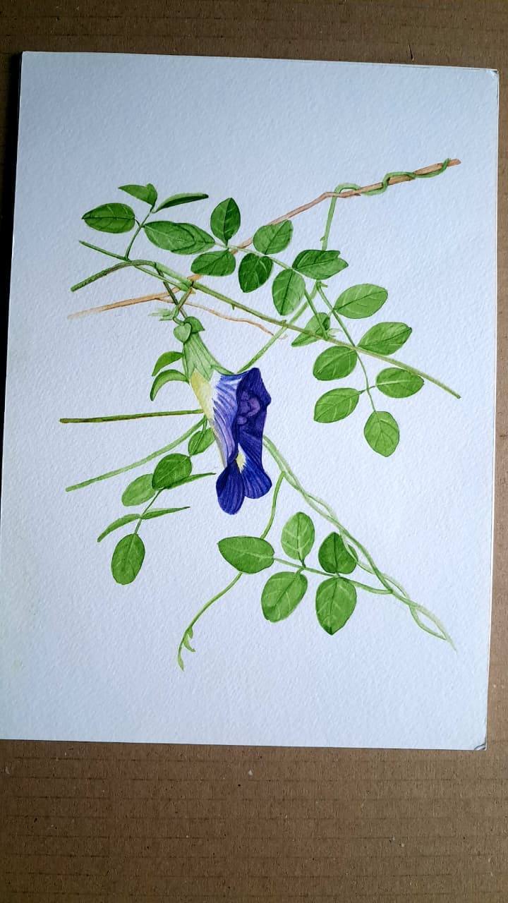 Botanical Study: Ferns, Watercolour & ink by Meenakshi Sharma