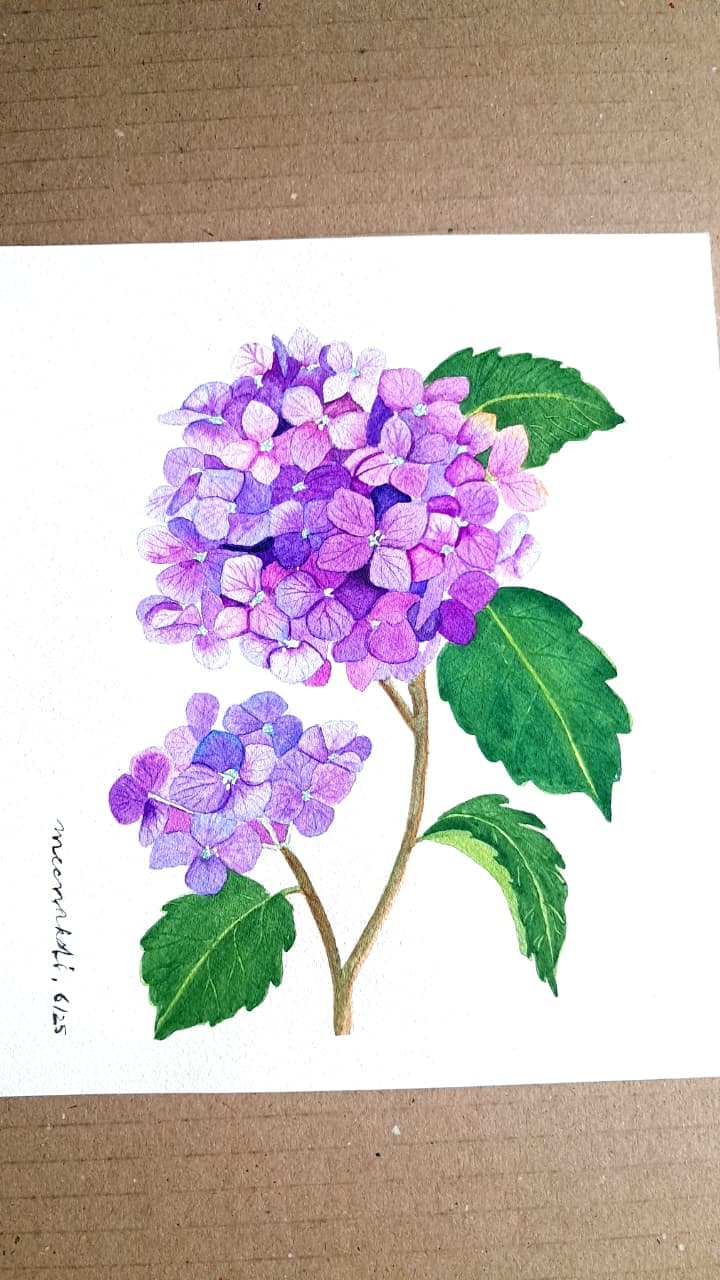Hydrangea Whispers, Watercolour on cold-pressed paper by Meenakshi Sharma