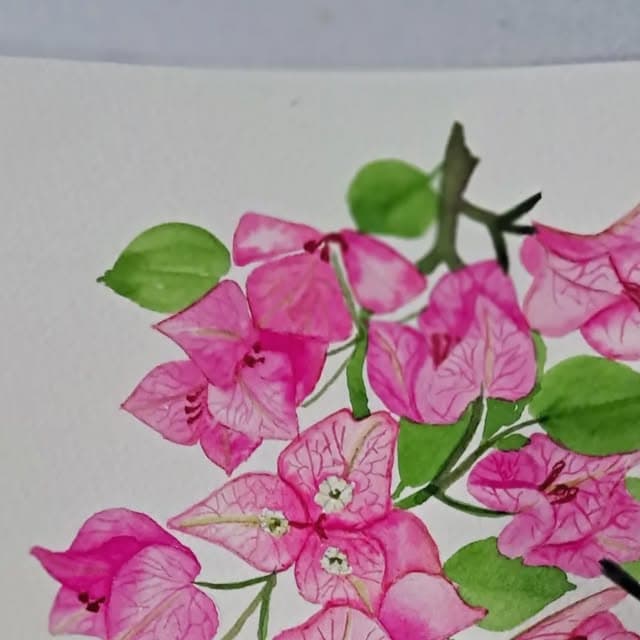 Set of floral watercolour paintings wrapped up after ten days of work
