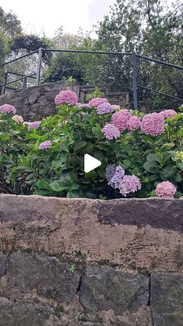 Hydrangea watercolour sketch reel